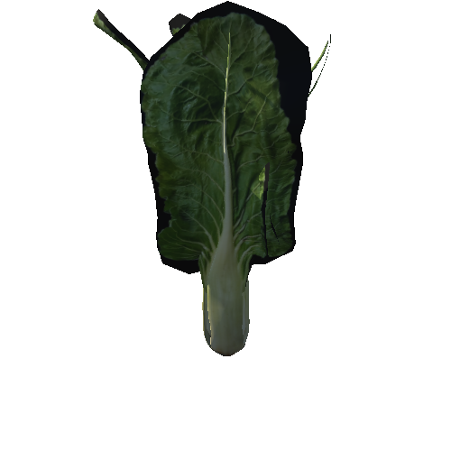 Chard (Acelga)